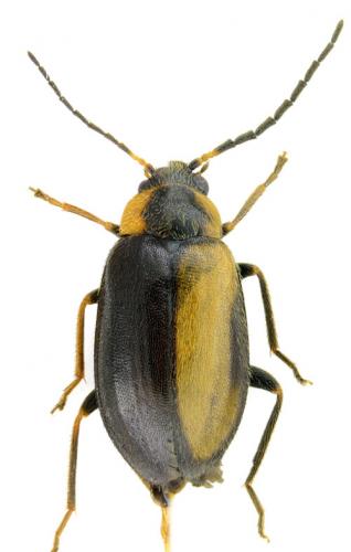 Odeles marginata