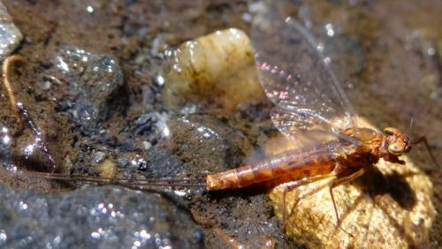 Réf. 175 692 : Ecdyonurus sp.