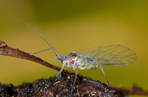 Réf. 175 739 : Euceraphis punctipennis