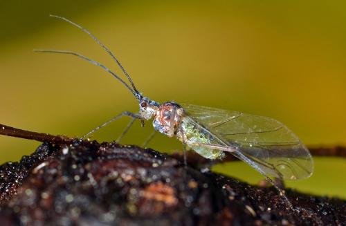 Réf. 175 740 : Euceraphis punctipennis