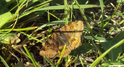 Euclidia glyphica
