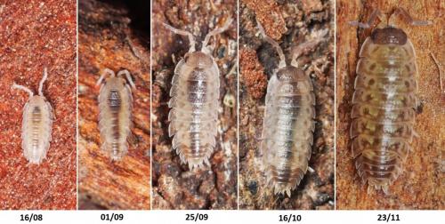 Réf. 175 521 : Porcellio spinicornis