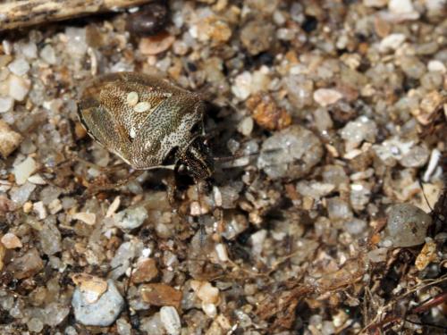 Réf. 175 874 : Eysarcoris ventralis