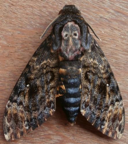 Acherontia lachesis