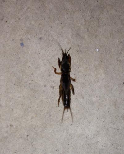 Gryllotalpa sp.