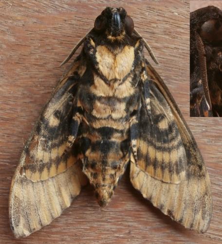 Acherontia lachesis