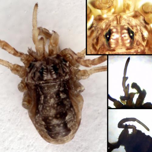 Réf. 175 482 : Rilaena triangularis