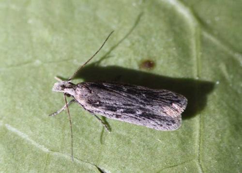 Gelechia sabinellus