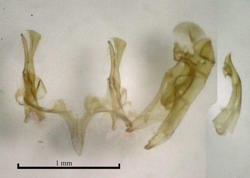 Réf. 175 022 : Gelechia sabinellus
