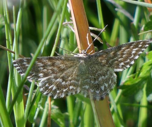 Réf. 175 306 : Scopula sp.
