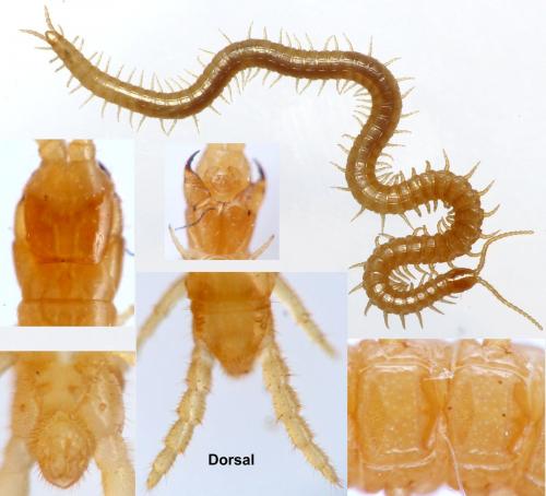 Geophilus electricus