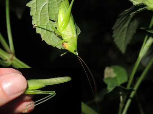 Neoconocephalus affinis