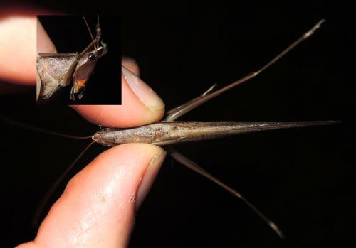 Neoconocephalus sp.