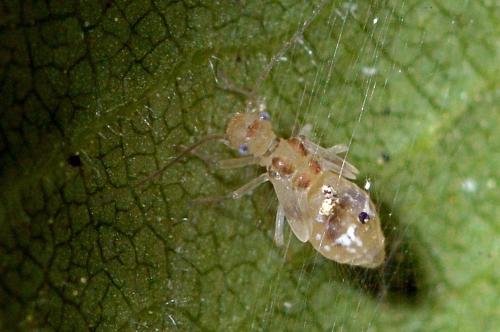 Graphopsocus cruciatus