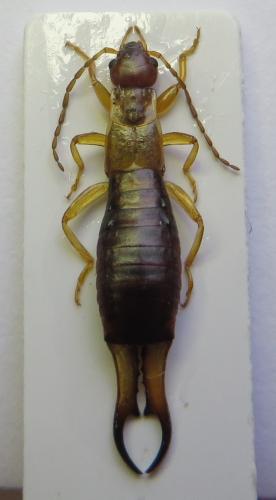 Réf. 175 828 : Guanchia pubescens