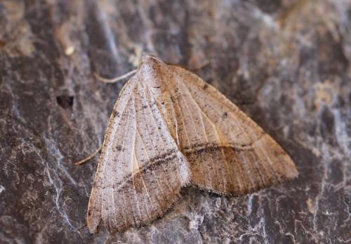 Macaria artesiaria