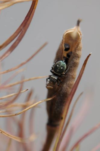 Heliophanus kochii