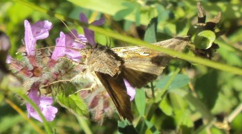 Autographa gamma