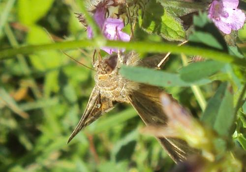 Autographa gamma