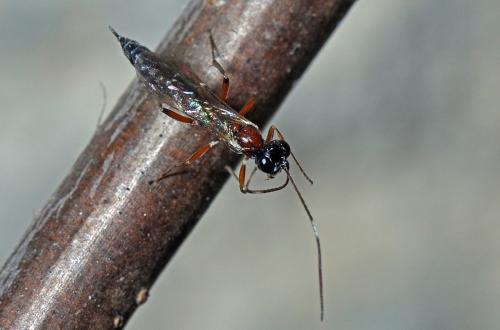 Heterischnus sp.