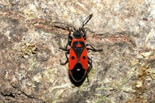 Melanocoryphus albomaculatus