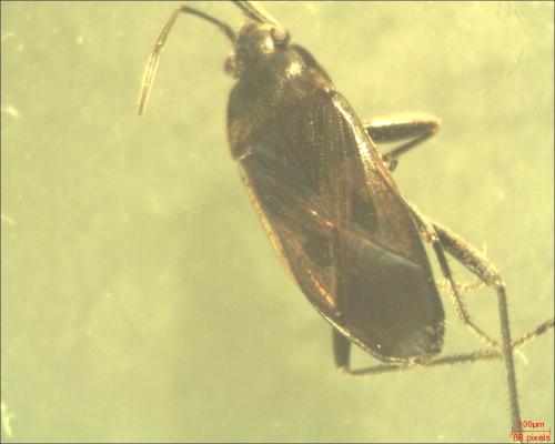 Rhyparochromus pini