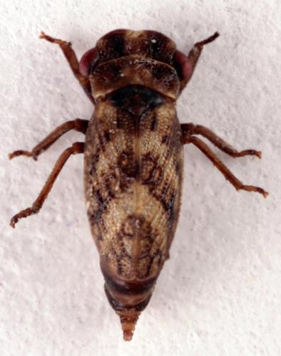 Ulopa sp.