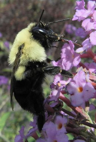 Bombus sp.