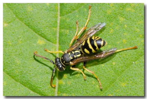 Polistes sp.