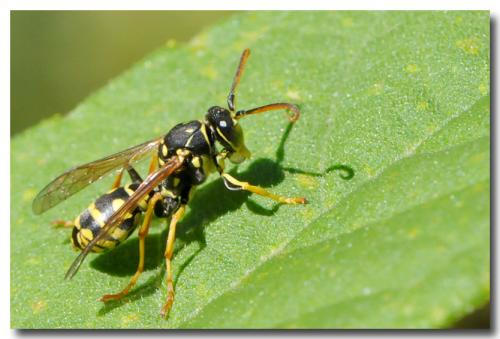 Polistes sp.