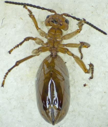 Réf. 175 118 : Biorhiza pallida