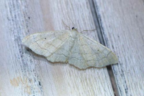 Réf. 175 883 : Idaea aversata