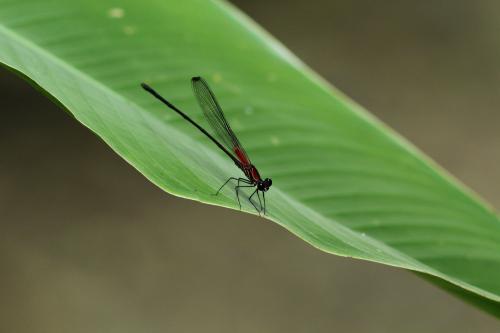 Hetaerina sp.