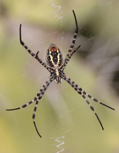 Réf. 175 712 : Argiope trifasciata