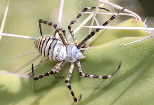 Réf. 175 713 : Argiope trifasciata
