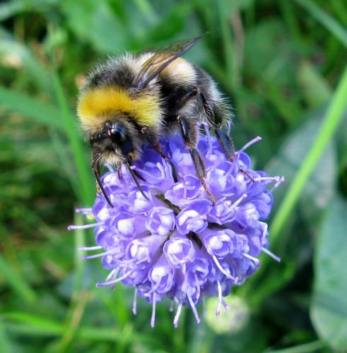 Réf. 175 633 : Bombus lucorum