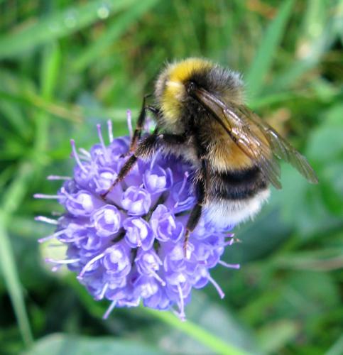 Réf. 175 634 : Bombus lucorum