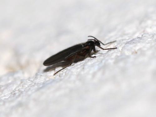 Lestremiinae