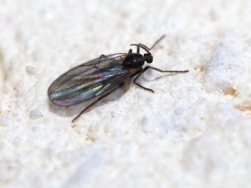 Lestremiinae