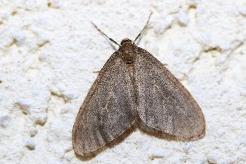 Operophtera (brumata-fagata)
