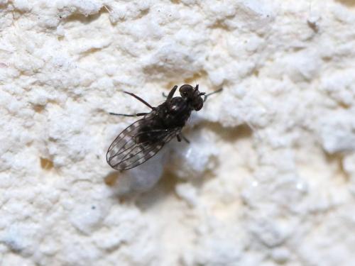 Limnellia quadrata