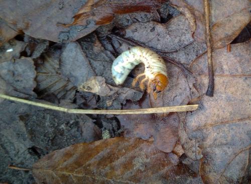 Amphimallon sp.