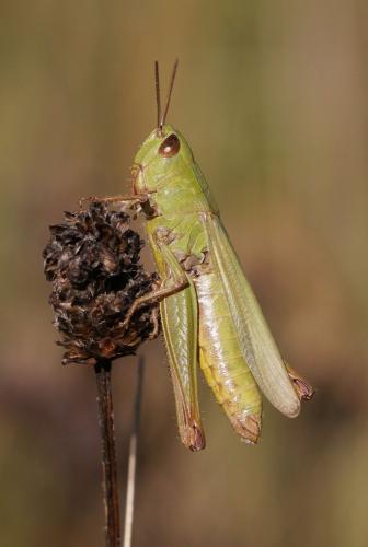 Chorthippus dorsatus dorsatus