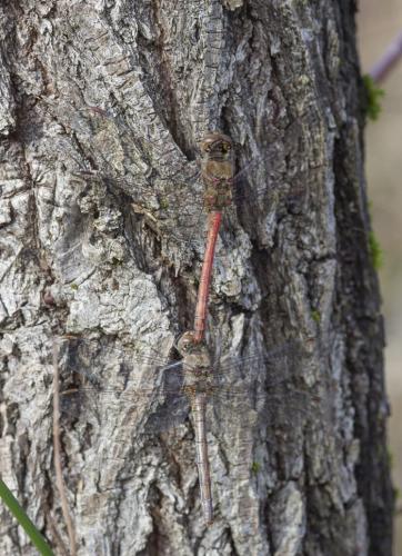 Sympetrum striolatum