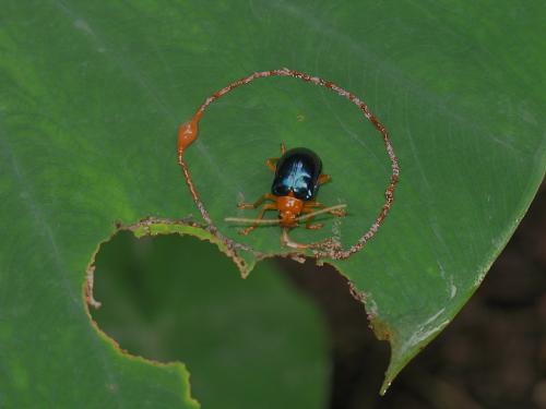 Aplosonyx sp.