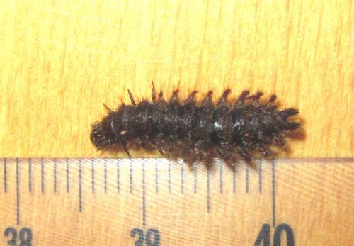 Drilus flavescens
