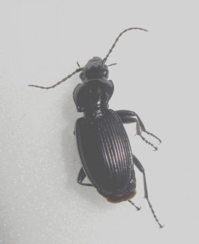 Pterostichus cristatus