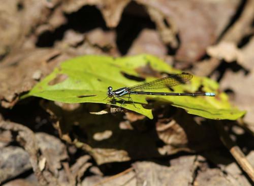 Argia sp.