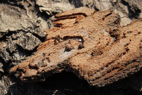 Rhacochelifer maculatus