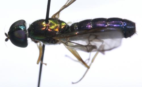 Réf. 175 779 : Sargus harderseni
